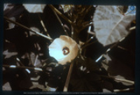 Close-up van een okraplant (yambo) met bloesem, Dienst Landbouw en Veeteelt, Santa Rosa, Vredebregt, Casper