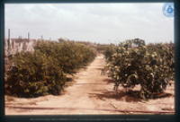 Fruitbomen, Dienst Landbouw en Veeteelt, Santa Rosa, Vredebregt, Casper