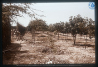 Fruitbomen, Dienst Landbouw en Veeteelt, Santa Rosa, Vredebregt, Casper