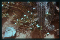 Zuilcactus (cadushi) en bloeiende vegetatie, Aruba, Vredebregt, Casper