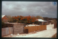 Flamboyantboom met rode bloemen nabij woonhuis, Aruba, Vredebregt, Casper