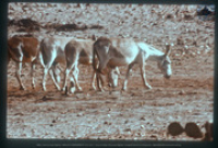 Vrij grazende ezels (burico), Aruba, Vredebregt, Casper