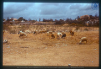 Grazende kudde schapen (carne), Aruba, Vredebregt, Casper