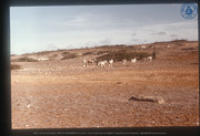 Vrij grazende ezels (burico), Aruba, Vredebregt, Casper