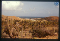 Kokospalmplantage, Daimari, Aruba, Vredebregt, Casper