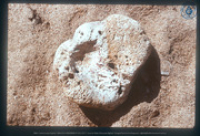 Steen met fossiel, Aruba, Vredebregt, Casper