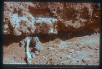 Rotslaag met fossiel zeeanemoon, Noordkust, Aruba, Vredebregt, Casper