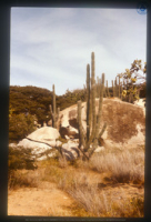 Cactuslandschap met rotsen, Aruba, Vredebregt, Casper