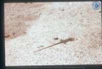 Hagedis (Lagadishi, Cnemidophorus arubensis) in het zand, Aruba, Vredebregt, Casper