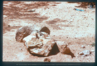 Hagedissen (Lagadishi, Cnemidophorus arubensis) op een rots en in het zand, Aruba, Vredebregt, Casper