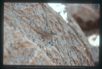 Gestreepte Boomhagedis (Toteki, Anolis lineatus) op een rots, Aruba, Vredebregt, Casper