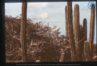 Cactussen, Aruba, Vredebregt, Casper