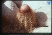 Bolcactus (Bushi), Aruba, Vredebregt, Casper