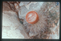 Bolcactus (Bushi), Aruba, Vredebregt, Casper