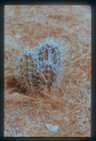 Jonge zuilcactus (cadushi), Aruba, Vredebregt, Casper
