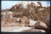 Park, rotsen nabij Casibari rotsformatie (op achtergrond), Vredebregt, Casper