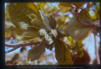 Amandel-boom (Prunus dulcis), Aruba, Vredebregt, Casper