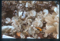 Zeedruif (Coccoloba uvifera), Aruba, Vredebregt, Casper