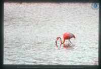Rode (Caribische) Flamingo, Bonaire, Vredebregt, Casper
