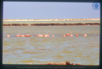 Rode (Caribische) Flamingo's, Bonaire, Vredebregt, Casper