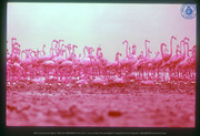 Rode (Caribische) Flamingo's tijdens broedseizoen, Bonaire, Vredebregt, Casper