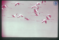 Rode (Caribische) Flamingo's in vlucht, Bonaire, Vredebregt, Casper
