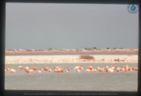 Rode (Caribische) Flamingo's, Bonaire, Vredebregt, Casper