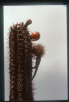 Hagedis beklimt zuilcactus, Aruba
