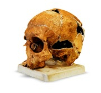 Pre-Ceramic Amerindian Skull (1000 A.D.) - 3D Scan, Array