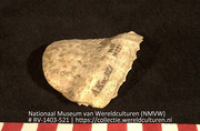 Lepel? (fragment) (Collectie Wereldculturen, RV-1403-521)