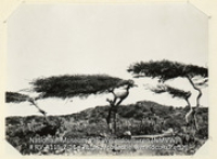 Divi-divi bomen op het eiland Aruba door de passaat scheef gegroeid (Collectie Wereldculturen, RV-A115-2-11), De Goeje, C.H.