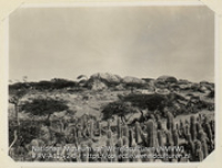 Rotsachtig landschap met cactussen op het eiland Aruba (Collectie Wereldculturen, RV-A115-2-3), De Goeje, C.H.