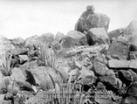 Vegetatie der West Indische Eilanden. Aloe-Cereusvegetatie op top van berg. Aruba (Collectie Wereldculturen, TM-10021428)