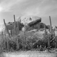 Rotslandschap met cactus op Aruba (Collectie Wereldculturen, TM-10021429)