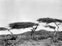 Divi-divi bomen, Aruba (Collectie Wereldculturen, TM-10021435)