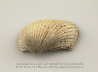 Schelp van de soort Arca Auriculata Lam (Collectie Wereldculturen, TM-1731-2)