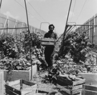 Hydroponics Farm bij Paradijs (Collectie Wereldculturen, TM-20003734), Lawson, Boy (1925-1992)