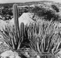 aloe en cactus (Collectie Wereldculturen, TM-20003735), Lawson, Boy (1925-1992)