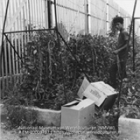 Jonge man aan het werk in kwekerij Hydroponics Farm (Collectie Wereldculturen, TM-20003737), Lawson, Boy (1925-1992)
