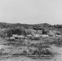 Schapen in de koenoekoe in de buurt van Marawiel (Collectie Wereldculturen, TM-20003738), Lawson, Boy (1925-1992)