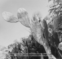 Schijf- of bladcactus met inscriptie ' Me gusta Aruba !y ole!' (Collectie Wereldculturen, TM-20003739), Lawson, Boy (1925-1992)
