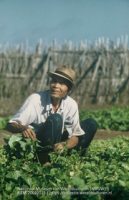 Landarbeider in zijn groententuin (Collectie Wereldculturen, TM-20029115), Lawson, Boy (1925-1992)