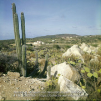 Cactussen en aloe, omgeving Casibari. (Collectie Wereldculturen, TM-20029566), Lawson, Boy (1925-1992)