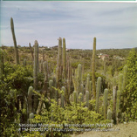 Gezicht op het landschap met bebouwing en cactussen in de omgeving van Sabana Grandi (Collectie Wereldculturen, TM-20029570), Lawson, Boy (1925-1992)
