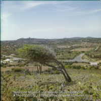 Dividiviboom in het landschap in de omgeving Sabana Grandi (Collectie Wereldculturen, TM-20029573), Lawson, Boy (1925-1992)