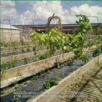 Het kweken van druiven (Collectie Wereldculturen, TM-20029587), Lawson, Boy (1925-1992)