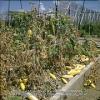 Geoogste komkommers in een plantenbak (Collectie Wereldculturen, TM-20029598), Lawson, Boy (1925-1992)