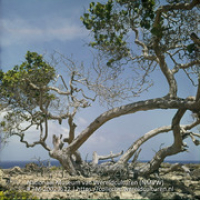 Stranddruif aan de kust (Collectie Wereldculturen, TM-20029622), Lawson, Boy (1925-1992)