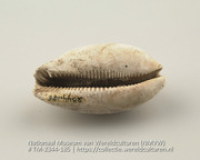 Schelp, gevonden in een graf (Collectie Wereldculturen, TM-2344-185)