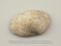 Schelp, gevonden in een graf (Collectie Wereldculturen, TM-2344-186)